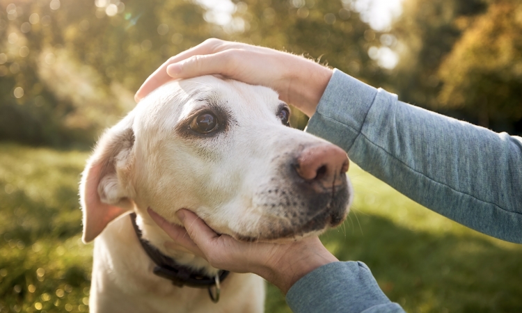 Il mio cane ha un’ulcera sul tartufo che non guarisce:  Il carcinoma del tartufo del cane.